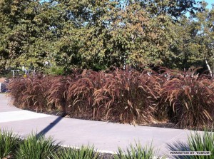 Pennisetum setaceum 'Rubrum' - mass planting